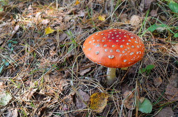 A large red fly agaric on a fallen pine needle and leaves. Red mushroom with white spots in the summer forest. Poisonous mushrooms.