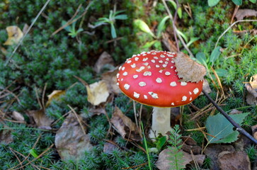 A large red fly agaric in green moss and fallen leaves. Red mushroom with white spots in the autumn forest. A dry leaf lies on a mushroom cap on a sunny day.