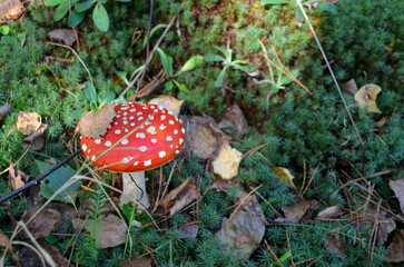 A red fly agaric in green moss and fallen leaves. Red mushroom with white spots in the summer forest. A dry leaf lies on a mushroom cap on a sunny day.