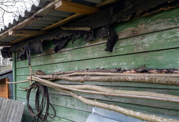 architecture, background, bird, birdwatching, blackbird, brown, building, closeup, construction, design, grunge, incubating, material, natural, nature, nest, old, outdoor, outdoors, rustic, sitting, s