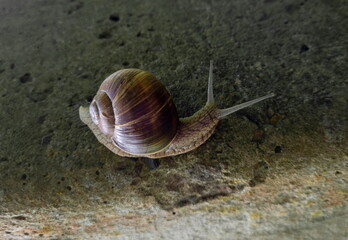 A large grape snail crawls on a concrete surface.
