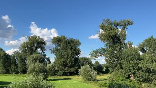 Summer trees and sky
