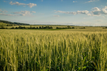 Green wheat fields on a background of blue sky. Landscape with a field of spikelets