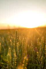 Spikelets of wheat growing on field at sunset. Young spikelets with green leaves ripening farmland summer evening. Soft sunlight shines on the fresh leaves of cereals. Agriculture concept. © volody10