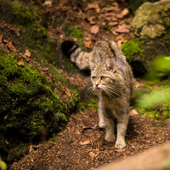 Naklejka na ściany i meble Wild cat hunting in the dark forest illuminated by the sun. Wildlife photography.