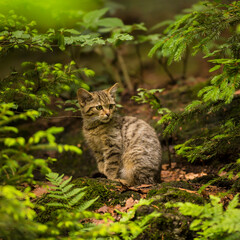 brown colored wild cat kitten (Felis silvestris) sitting in a forest staring forward