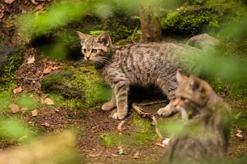 Brown colored wild cat looking around to be aware about potential dangers in foreground taking a care on its kitten playing nearby in the forest.