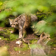 Brown colored wild cat looking around to be aware about potential dangers in foreground taking a care on its kitten playing nearby in the forest.