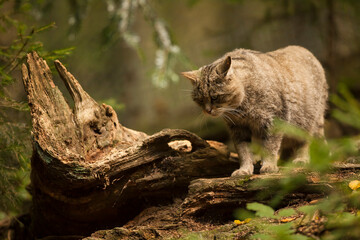 Wild cat hunting in the dark forest. Wildlife photography.