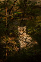Wild cat illuminateted by the sun hunting in the dark forest. Wildlife photography.