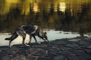 Young Czechoslovakian wolfdog running on the sidewalk by the river