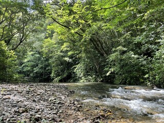 沖縄　自然豊かな森