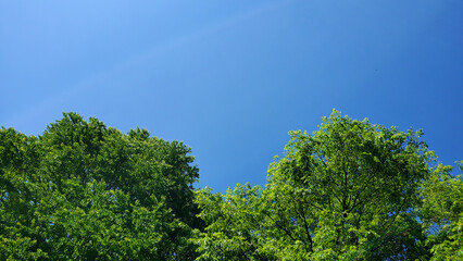 樹木と空