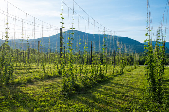 Hops Being Grown on Wires in Early Summer