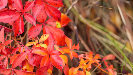 Red fall leaves of wild grapes. Autumn natural background with red leaves. Autumn concept