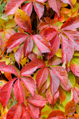 Red fall leaves of wild grapes. Autumn natural background with red leaves. Autumn concept