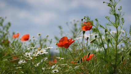 SUMMER LANDSCAPE - Blooming red poppy on a background of the blue sky and trees