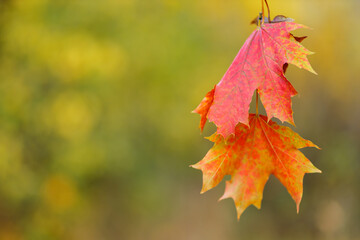 Red orange maple leaves on blurred background. Autumn background with colorful maple leaves. Copy space