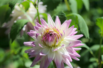 Blooming pink and white mix colored Dahlia flowerhead, close up macro photography.