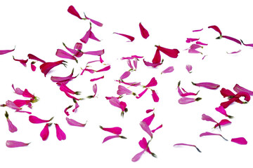 Petal of pink flowers isolated on white background