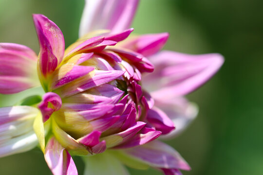 Start blooming pink and white mixed Dahlia flower, close up macro photograph.