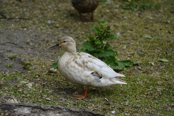 Cross between mallard and other duck breed, Anatidae family.