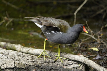 Common moorhen, Gallinula chloropus, swamp chicken. Rallidae family.