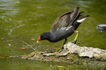 Common moorhen, Gallinula chloropus, swamp chicken. Rallidae family.
