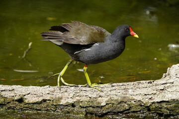 Common moorhen, Gallinula chloropus, swamp chicken. Rallidae family.