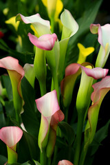Colorful Zantedeschia Rehmannii plants in the garden