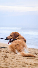 a fluffy, beautiful golden retriever dog with a dog leash sitting on the sand at the beach at evening in the summer