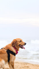 a beautiful, hairy golden retriever dog wearing a dog harness chilling at the beach with its tongue out on a summer evening