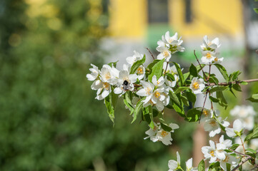 A bumblebee is sitting on jasmine flowers