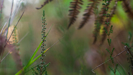 Tiges de bruyère sauvages, dans la forêt des Landes de Gascogne