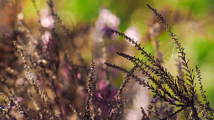 Tiges de bruyère sauvages, dans la forêt des Landes de Gascogne