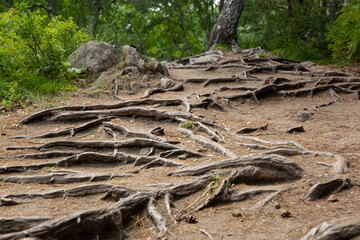 The roots of trees in the forest stick out of the ground in a coniferous forest.