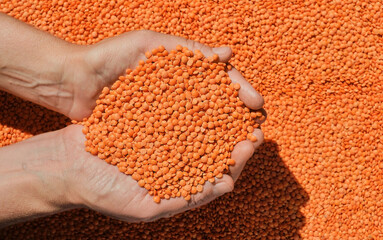 Red lentils in the hands of a woman, nutritious vegetable protein, top view, harvesting. Idea for a...