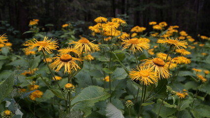 schöne bunte Sommer Wald Blumen