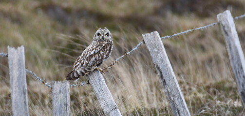 Short-eared owl on a fence post on North Uist, Outer Hebrides, Scotland