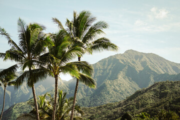Fototapeta na wymiar Hawaii landscape