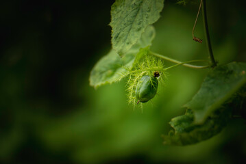 fresh green fruit strange shape in nature
