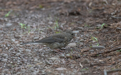 Dark Eyed Junco