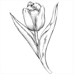 Hand drawn tulip single flower, sketch style vector illustration isolated on white background. Tulip for spring prints in retro engraving style.