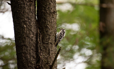 Downy Woodpecker