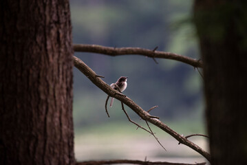 Eastern Phoebe
