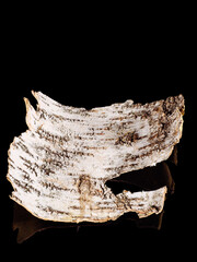Piece of birch bark isolated on black background