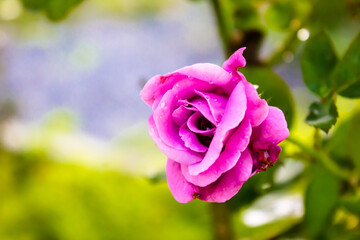 pink rose in garden