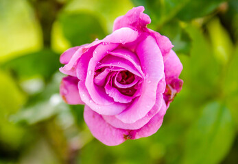pink rose