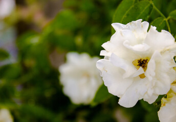 Obraz premium white and yellow flowers