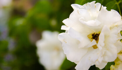 Obraz premium white flower